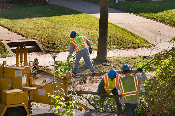 Trusted Arial, SC Tree Service Experts